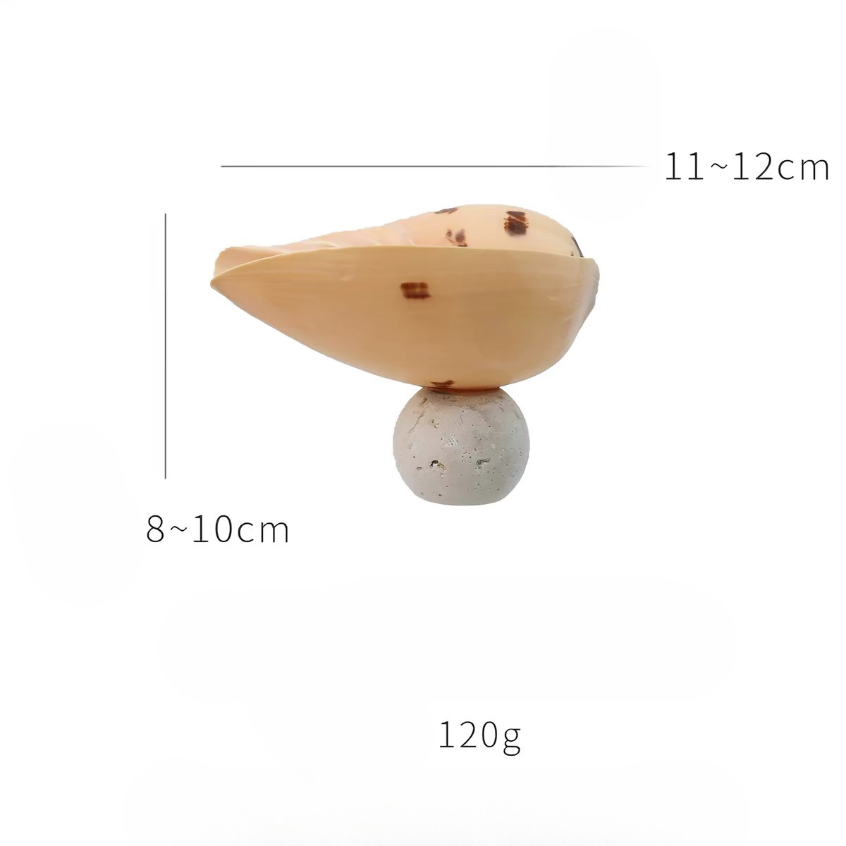 Ocean Relic Shell Sculpture| Natural Shell Jewelry Holder
