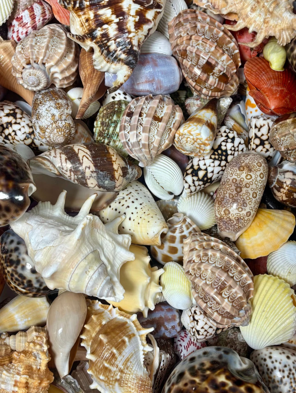Coastal Shell Surprise Box – Natural Mixed Seashell & Conch Collection