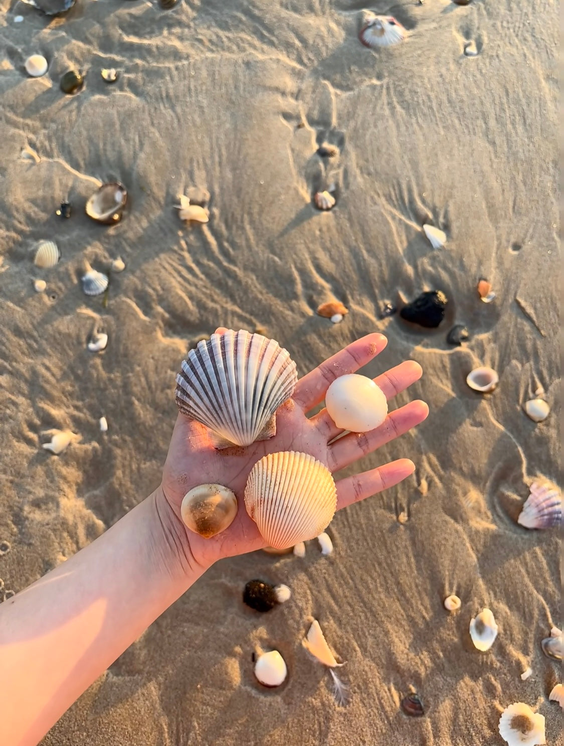 🐚 Genuine Natural Shells